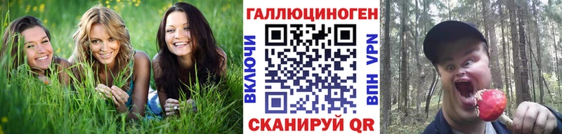 Купить где  Зубцов  Галлюциногенные грибы Psilocybine cubensis 